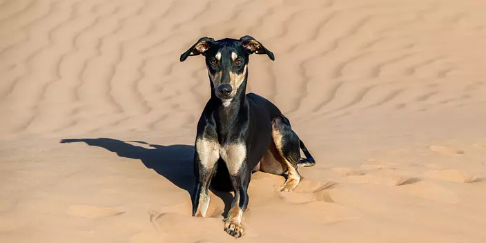 Sloughi dog in the sand dunes