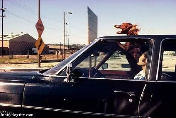 This Dog Lives Sun Roofs