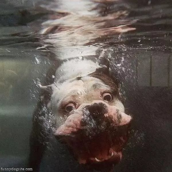 Under Water Dog