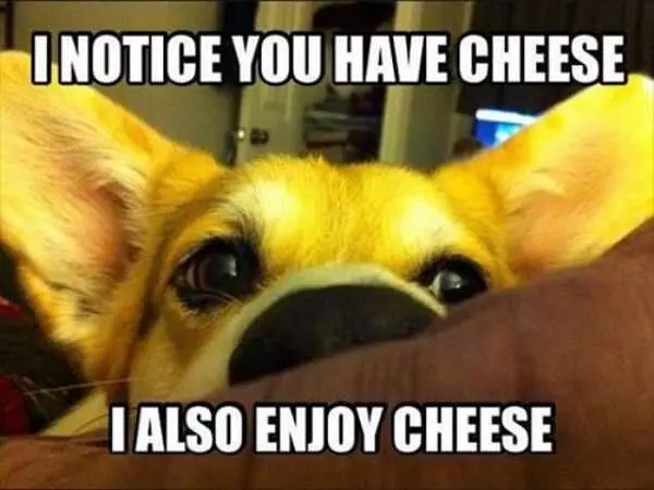 Noticed You Have Cheese
