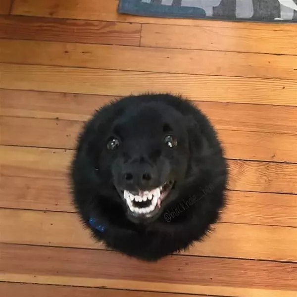 A Fluff Ball With Teeth
