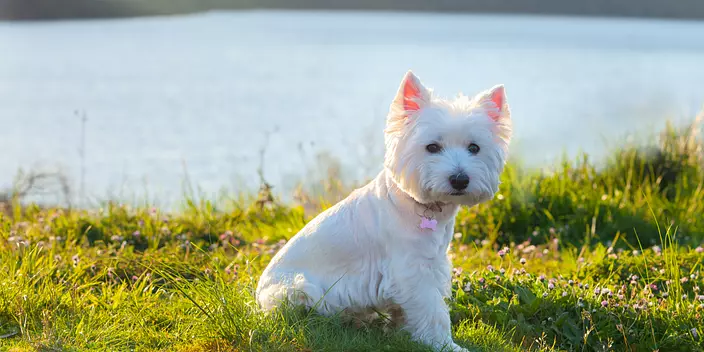 West Highland White Terrier...