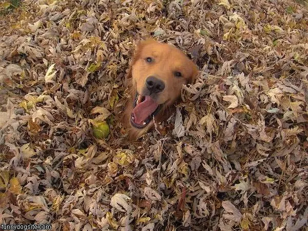 Dog In The Fall