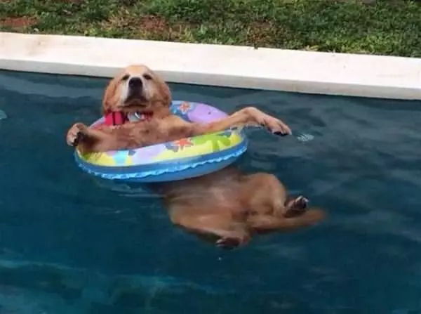 Dog Knows How To Have A Good Time