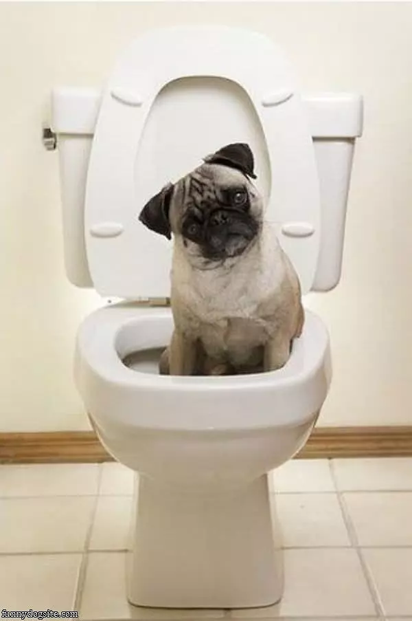 Toilet Pug