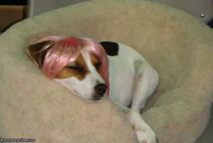 Pink Wig Dog