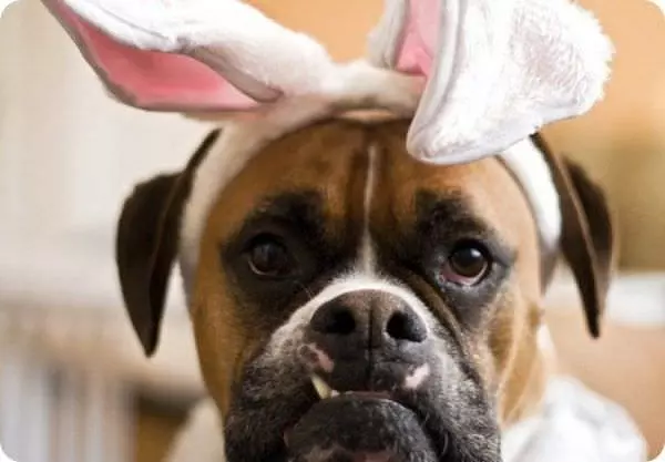 Not The Easter Bunny