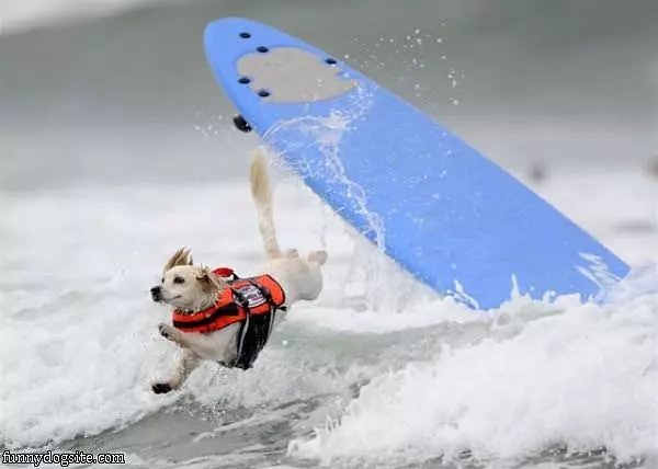 The Surfer Dog