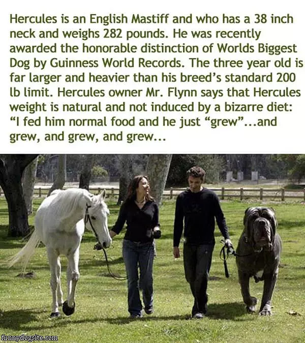 Worlds Biggest Dog