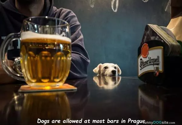 Dogs At The Bars