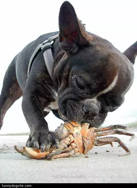 Dog Eats Crab
