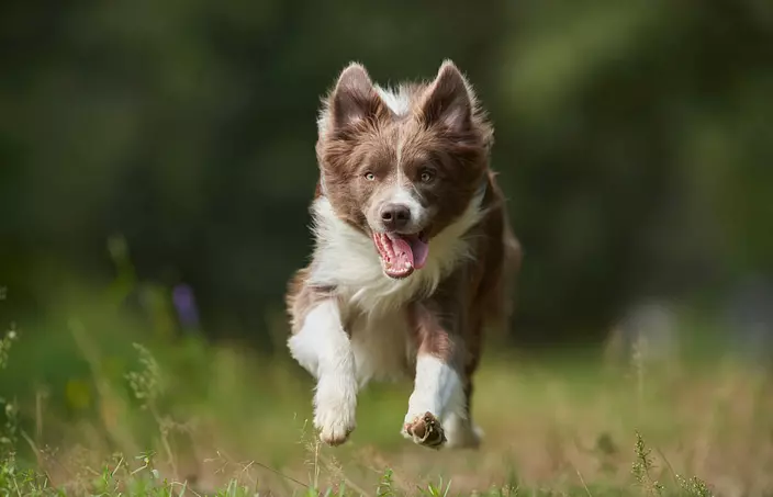 Border Collie playing