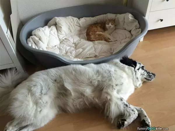 You Took My Bed