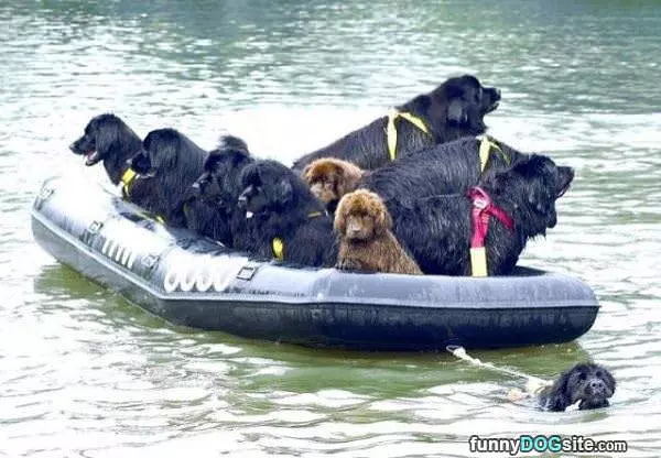 Boat Full Of Dogs