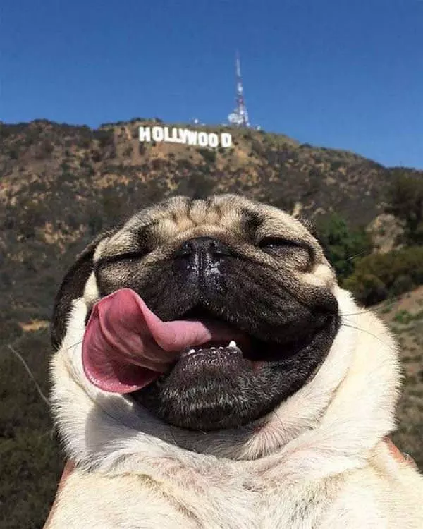 Hollywood Pug