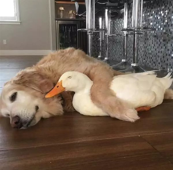 My Buddy My Duck