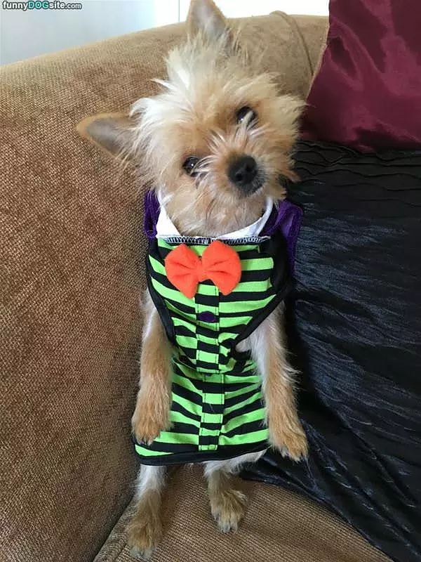Dexter All Dressed Up