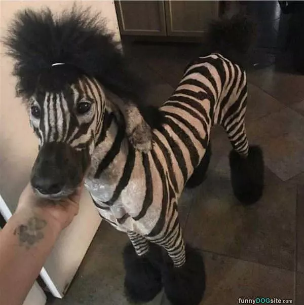 The Zebra Dog