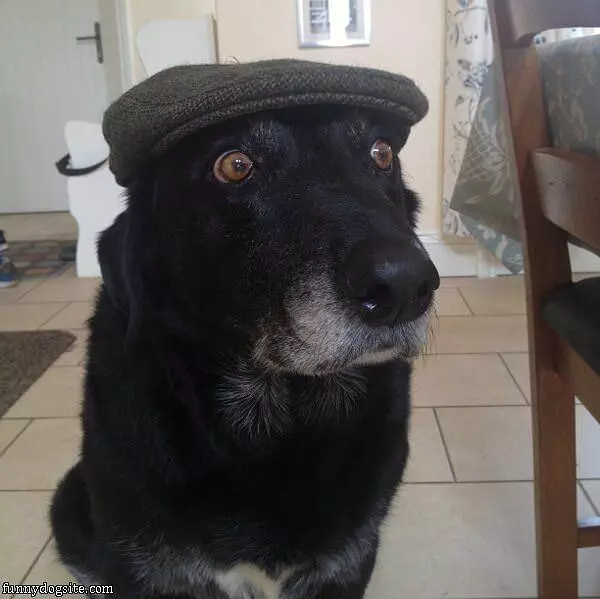 Nice Hat For A Dog