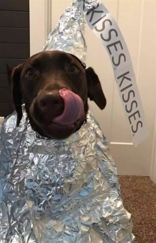 This Dogs Kisses