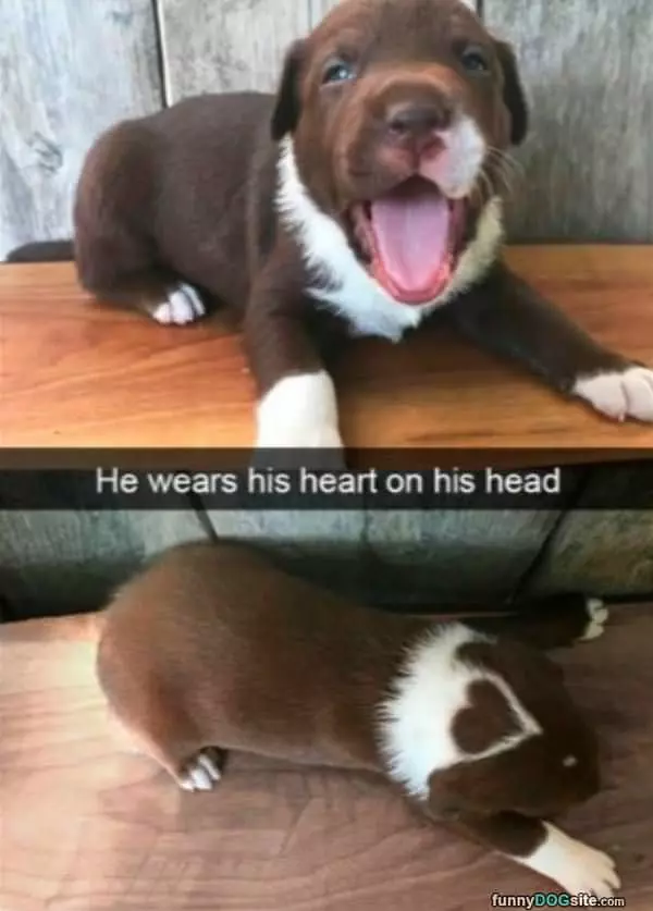 Heart On His Head