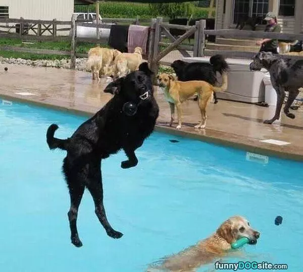 The Dog Pool Is So Fun