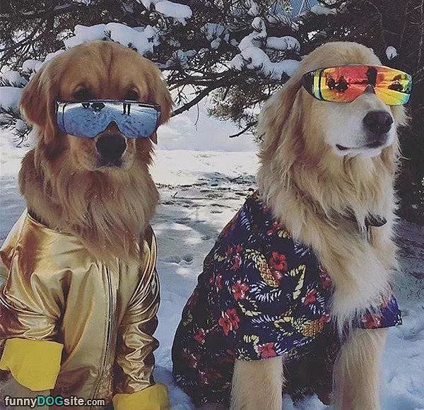 These Are Super Cool Dogs
