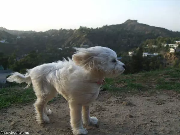 Windy Day In California