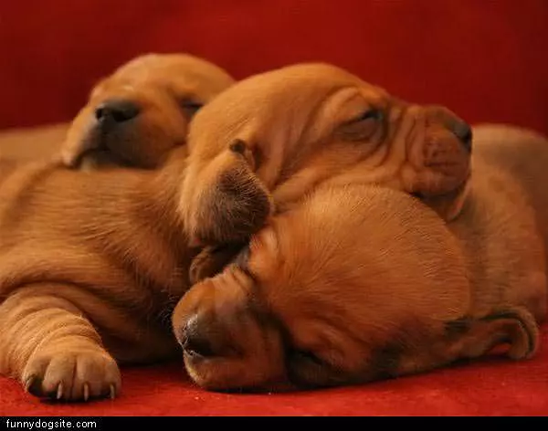 Sleeping Pups