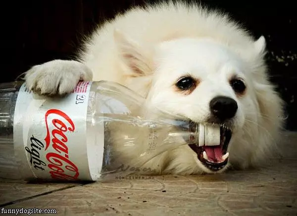 Coca Cola Dog