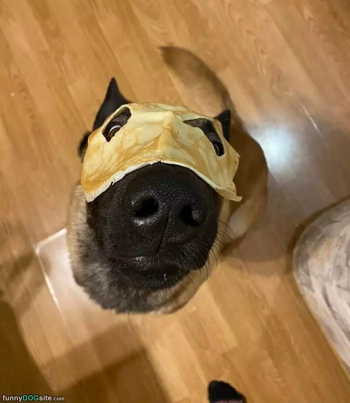 I Am Pancake Dog