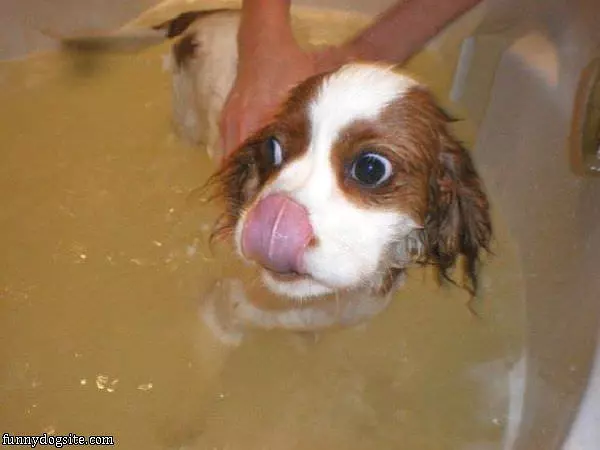 Bath Time Dog