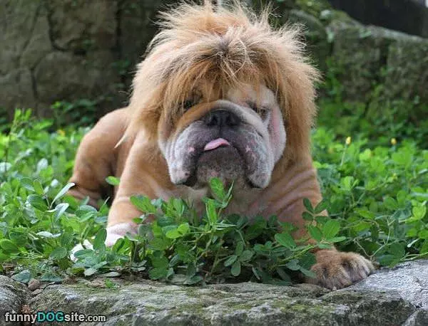 I Am Lion Dog