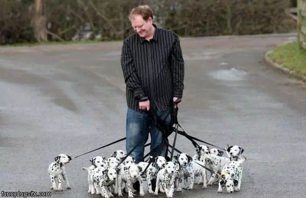 A Few Puppies