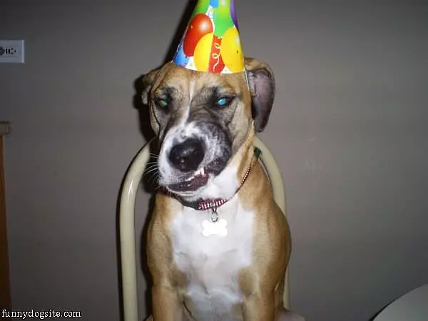 Party Dog Hates Party Hats