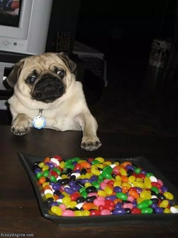 I Want Some Jellybeans