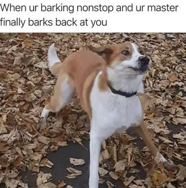 Barks Back
