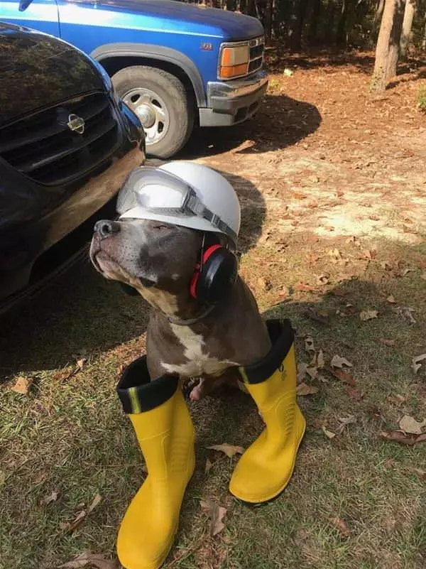 Construction Dog