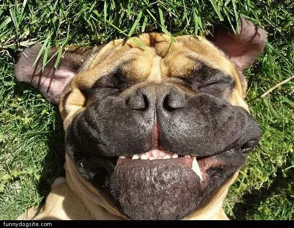 Happy Face Dog