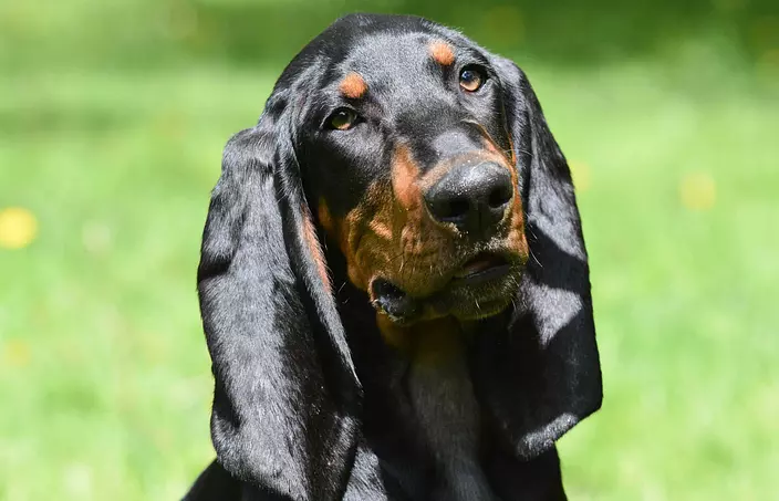 Black and Tan Coonhound face
