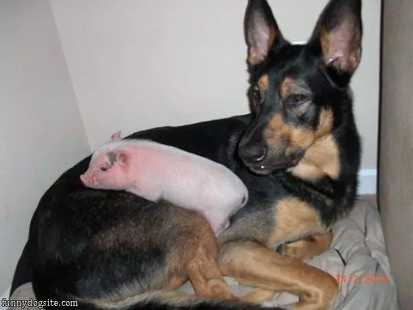 Me And Piggy