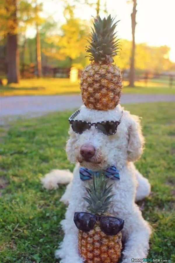Pineapple Dog