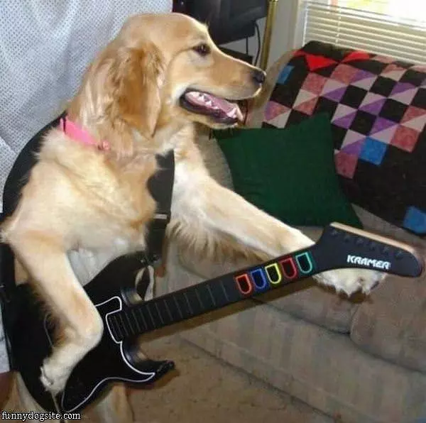 Dog Guitar Hero