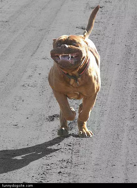 Running Face Dog
