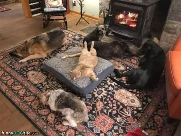 Relaxing Around The Fire