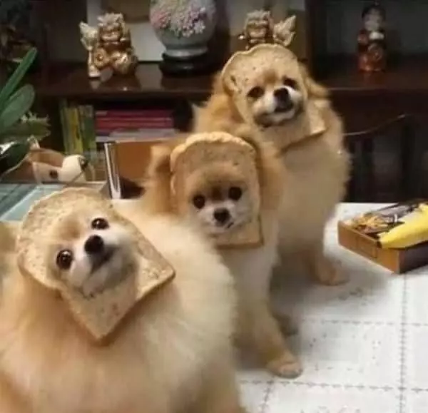 Inbread Dogs