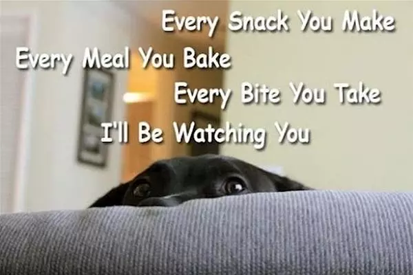 Every Snack