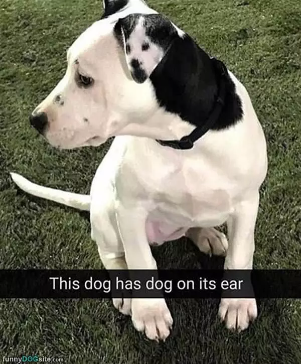 A Dog On A Dogs Ear