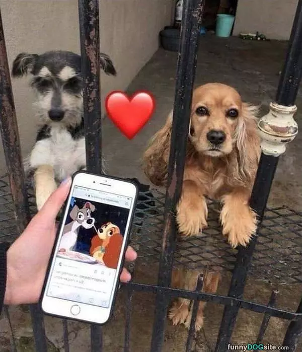 These Dogs Look Familiar