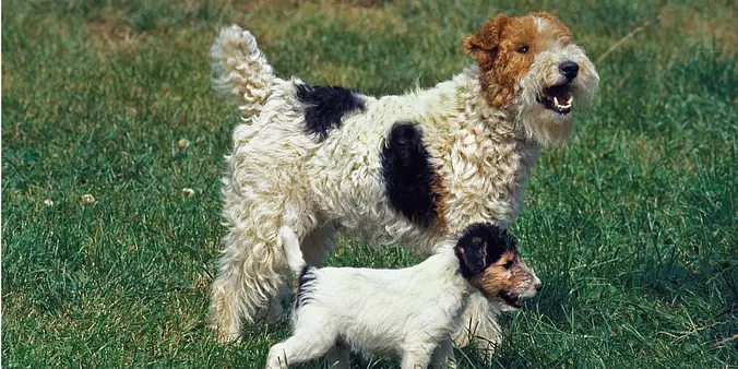 Wire Fox Terrier Adult and ...